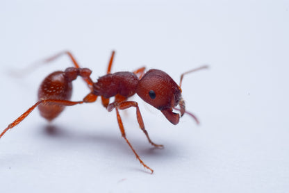 Northern Harvester Ant - Pogonomyrmex subdentatus