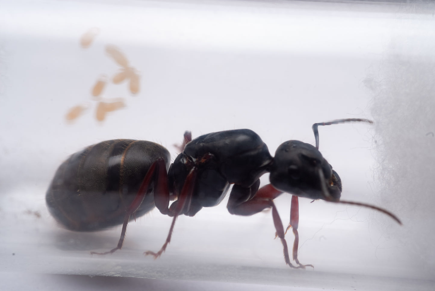 Western Carpenter Ant - Camponotus modoc