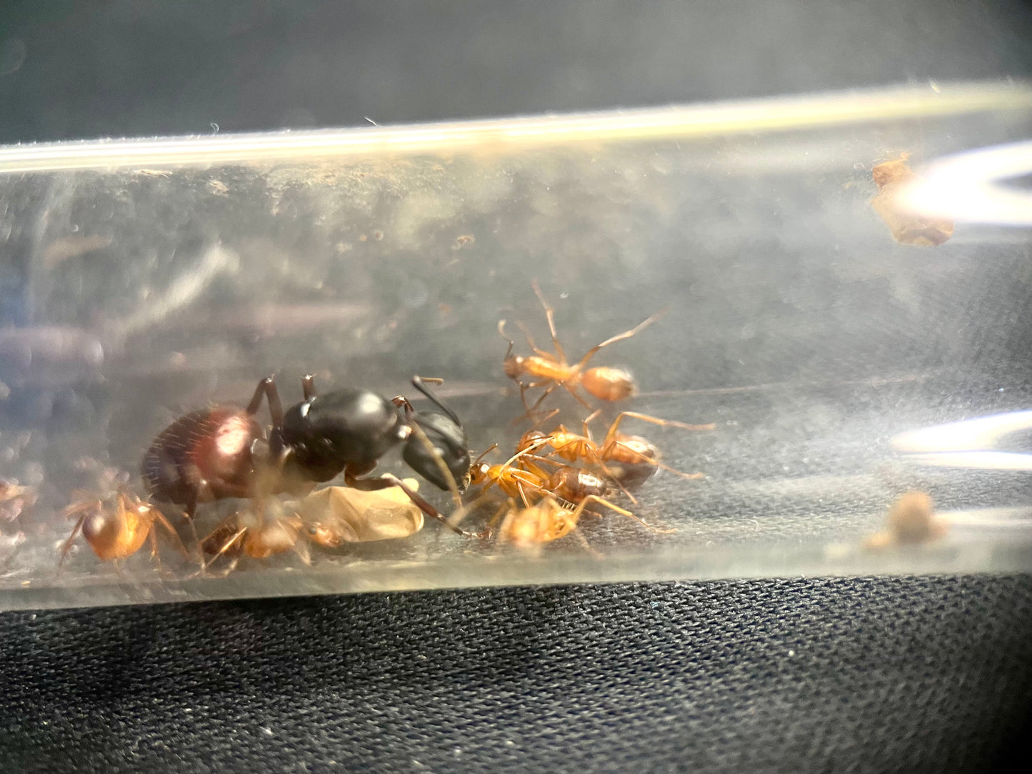 Camponotus us-ca02