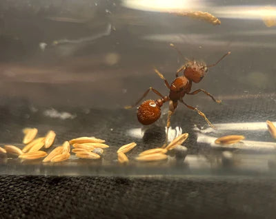 Northern Harvester Ant - Pogonomyrmex subdentatus